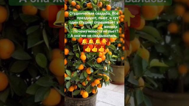 Анекдот ???? ( студенческая свадьба ?)0@# смотреть онлайн