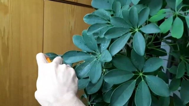 Шеффлера. Подготовка к черенкованию