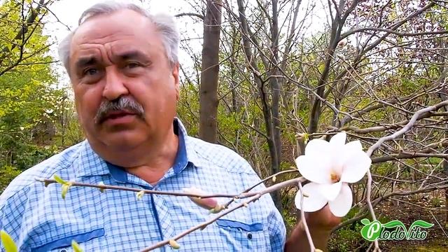 Магнолия Суланжа I Magnolia смотреть онлайн