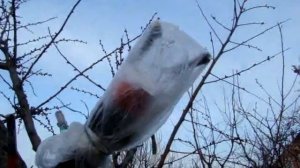 Прививка абрикоса 2020