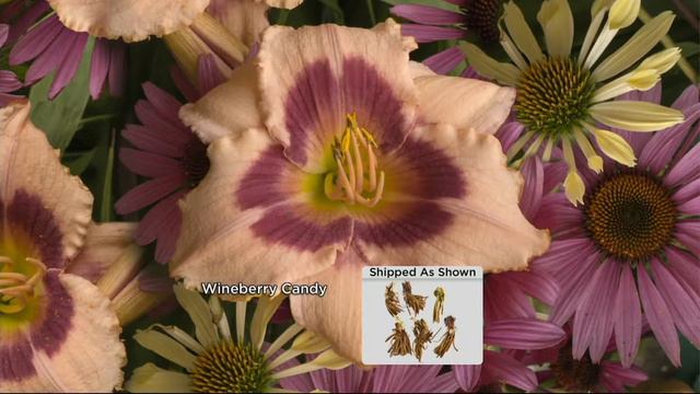 Cottage Farms 6-pc Candy Colors Daylily Collection on QVC смотреть онлайн