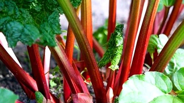 Чем богат Ревень? Польза и состав ревня смотреть онлайн