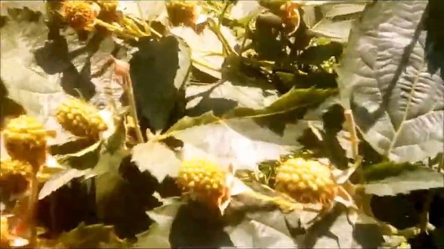 Ежевика Черная Магия  Ягодный конвейер