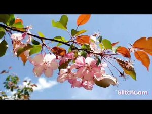 APPLE TREES, BLOOM,treesAPPLE TREES, BLOOM,trees flowers  яблони ,цветы и яблоки