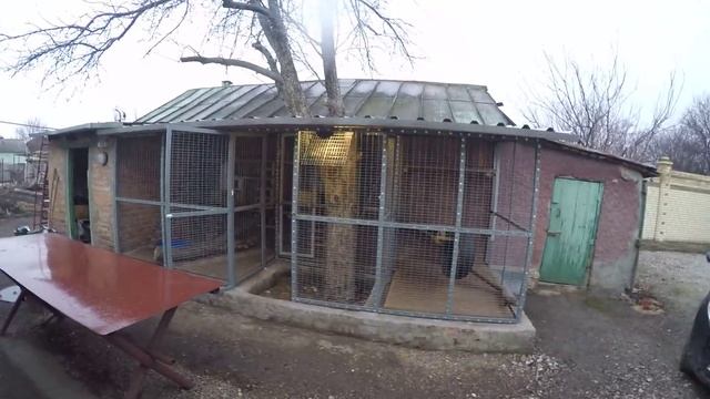 Уличный вольер для енотов смотреть онлайн