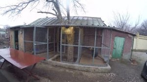 Уличный вольер для енотов