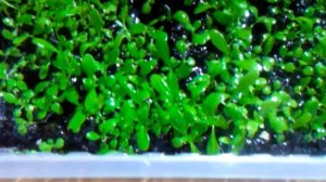 Глоссостигма из китая. Месяц спустя