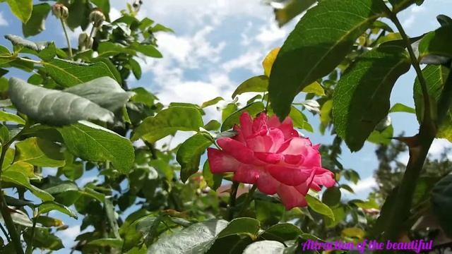 Розы для настроения! смотреть онлайн