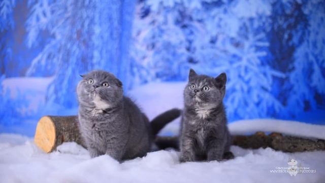 Продажа котят  Шотландские вислоухие котята, Шотландские прямоухие котята