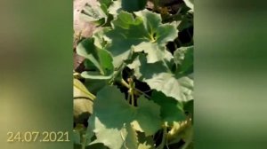 Дыня "Колхозница"/лето-2021