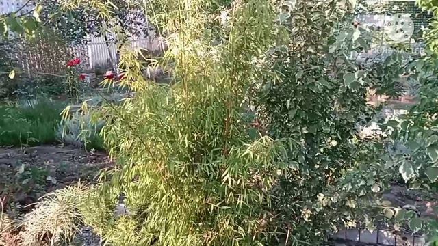 Жаркий август в парке _Укромный_.Обзор 19.08.23. смотреть онлайн