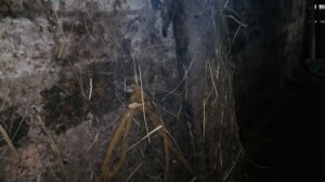 #Лягается #корова. Как просто и надёжно зафиксировать лягучую корову.