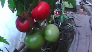 выращивание помидор первый урожай розовых помидоров