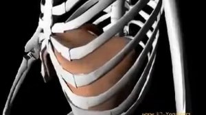 Работа диафрагмы при пении.