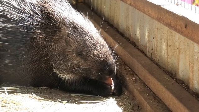 Ишачок Нутрията родились! Картошка всем понравилась! Nutriyata are born! Everyone liked the potatoe смотреть онлайн