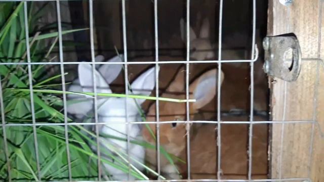 Куры и кролики смотреть онлайн