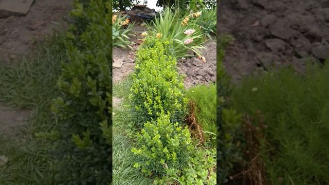 Дизайн сада, малоуходный сад и огород, середина лета, прогулка по саду, часть 3