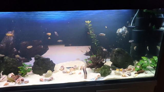 Рыбы озера танганьика 24 08 2022 смотреть онлайн