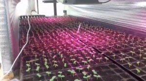 Зимняя Теплица Для Выращивания Огурцов Ч2. Led Лампы