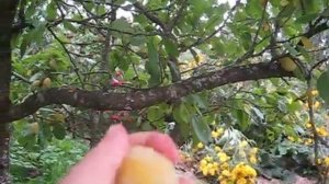 СЛИВА МЕДОВАЯ , ЯГОДЫ В НАШЕМ САДУ.