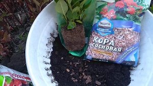 Посадка Рододендрона.