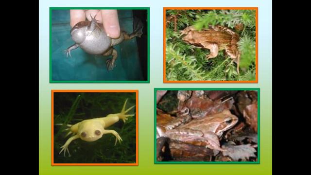 Презентация ''Аквариумная лягушка'' смотреть онлайн