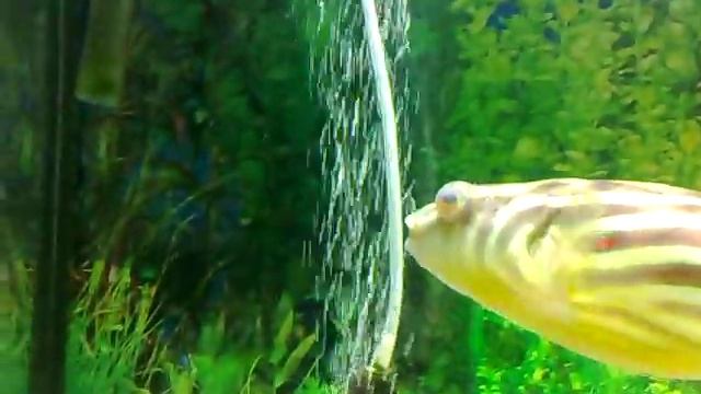 Рыба с зубами! тетрадон фахака Гоша /фуга/НЕОБЫЧНАЯ РЫБА смотреть онлайн