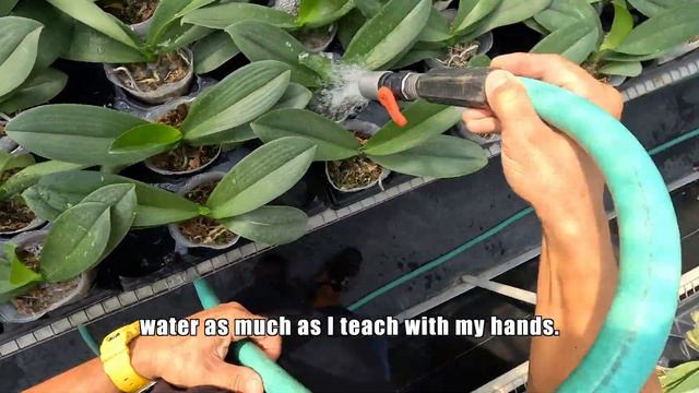It's the basis watering system for orchid farm. смотреть онлайн