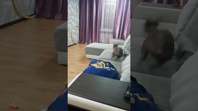 Когда с тобой еще не гуляли))) смотреть онлайн