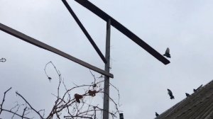 Голуби обояни.