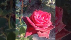 Моя роза Black Beauty.