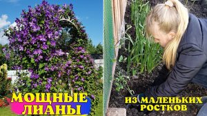 ВЫМАХАЮТ В МОЩНЫЕ ЛИАНЫ! Посадите КЛЕМАТИСЫ ИМЕННО ТАК!