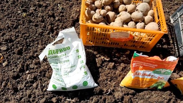Фосфор + Калій + Магній/// Основні мінеральні добрива при посадці Картоплі@Dacha_Sad_Gorod смотреть онлайн