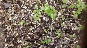 Бакопа без затрат . Каждый год в вашем саду будет бакопа . ?