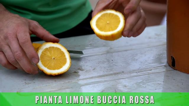 Pianta di Limone buccia rossa in vaso смотреть онлайн