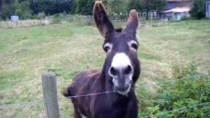 Веселый ослик