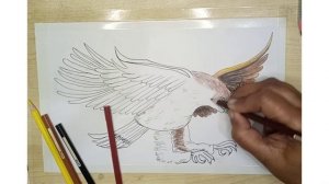 ? Eagle Drawing| EVERGREEN SKETCHES