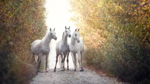 ПЕСНЯ - И что же - Марина МАрина