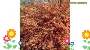 Ракитник гибридный Зеландиа. Краткий обзор, описание характеристик cytisus Zeelandia