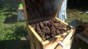 Пчеловодство в Грузии! Beekeeping in Georgia!
