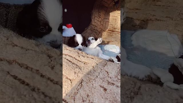 Стараконыы Ринок Одесса животные собаки котики смотреть онлайн