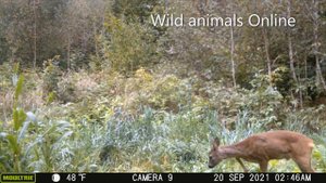 Удачная съемка на фотоловушку / Что они делают? / Результат удивил! / Видео с фотоловушки!!!