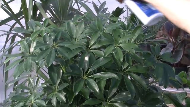 Caring for a Schefflera Plant смотреть онлайн
