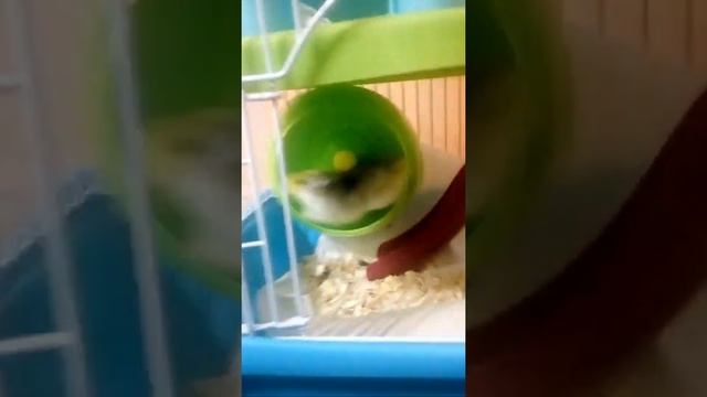 Хомяк Персик смотреть онлайн