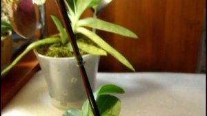 Paphiopedilum "Maudiae Femma" первое домашнее цветение.