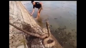 Нападает отрубленная голова змеи. Мертвая змея укусила