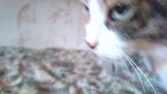 котик смотреть онлайн