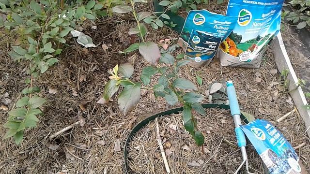 ГОЛУБИКА НА САДОВОМ УЧАСТКЕ В СЕНТЯБРЕ смотреть онлайн