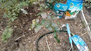 ГОЛУБИКА НА САДОВОМ УЧАСТКЕ В СЕНТЯБРЕ