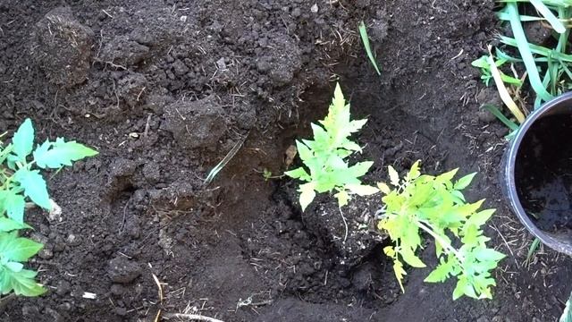 Сажаем помидоры с рыбой в лунке. Поразительный Результат!